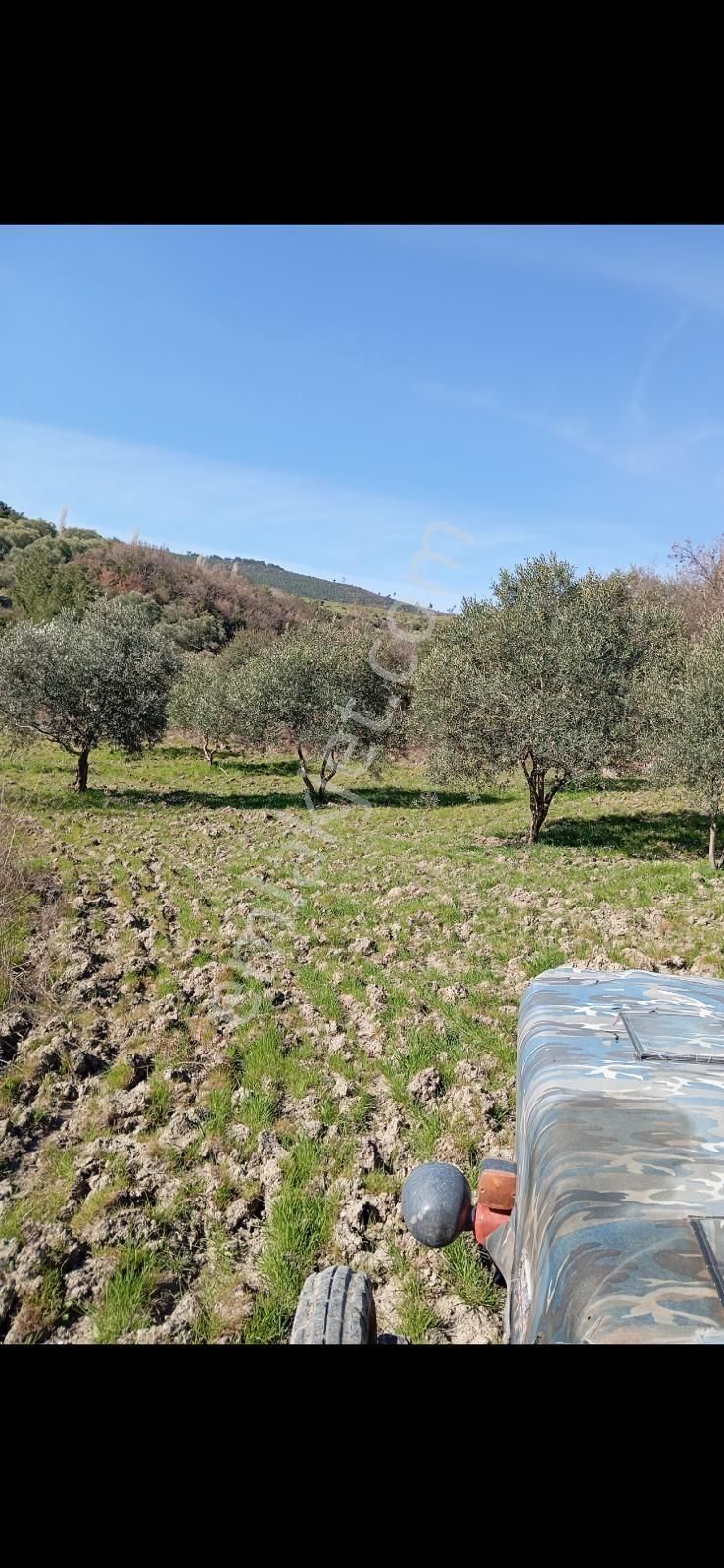 Satılık Zeytinli Tarla Manisa Saruhanlı Şatırlar