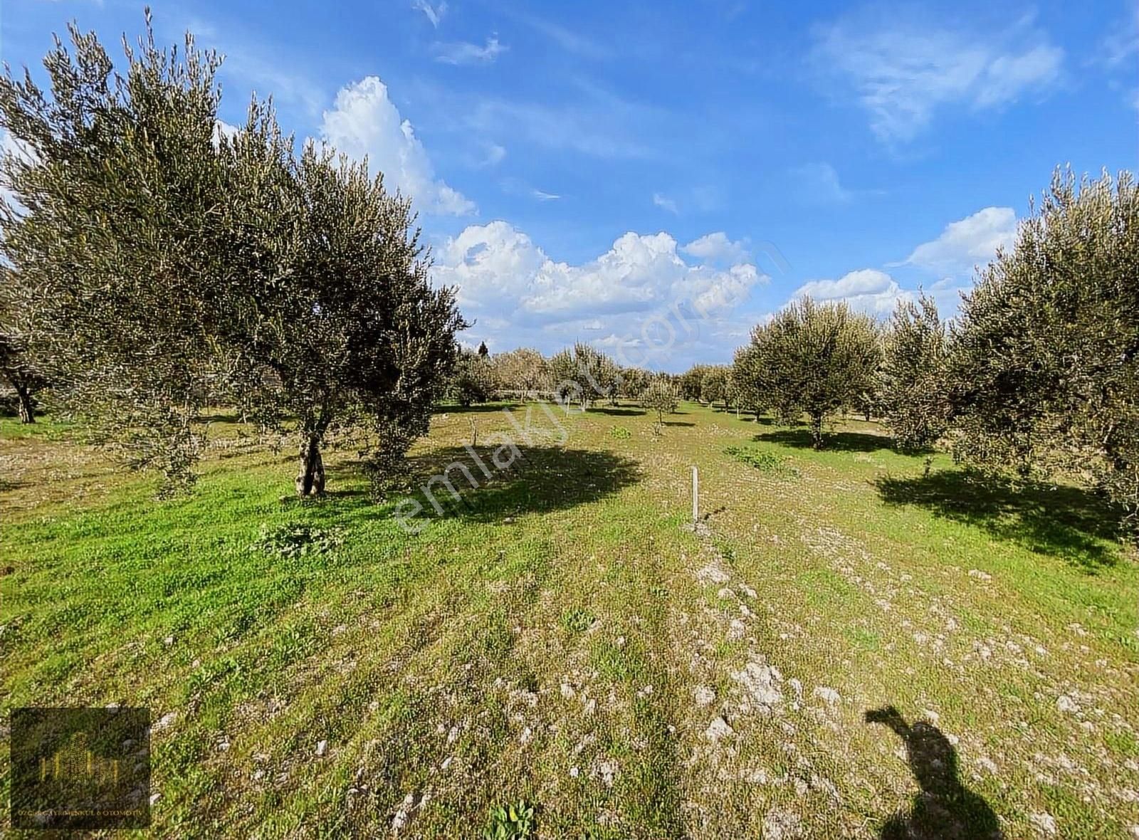 Manisa Akhisarda Efemden Süleymanlıya 500 Mt Uzaklıkta Zeytinlik