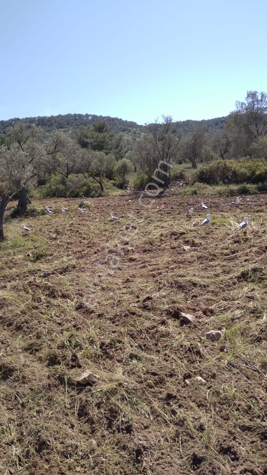 Cunda Adasında Müstakil Parsel Satılık Zeytinlik - Görsel 6