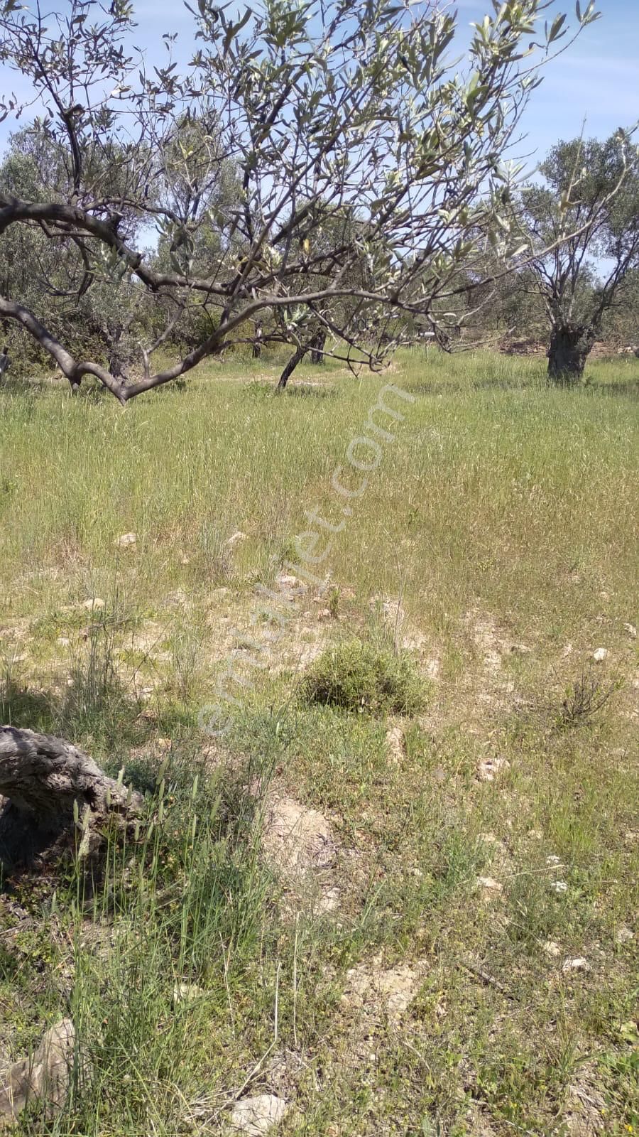 Cunda Adasında Müstakil Parsel Satılık Zeytinlik - Görsel 8