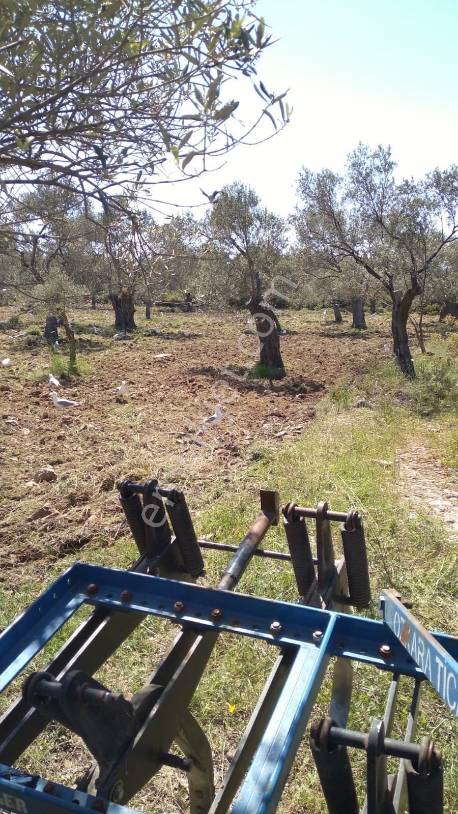 Cunda Adasında Müstakil Parsel Satılık Zeytinlik - Görsel 2