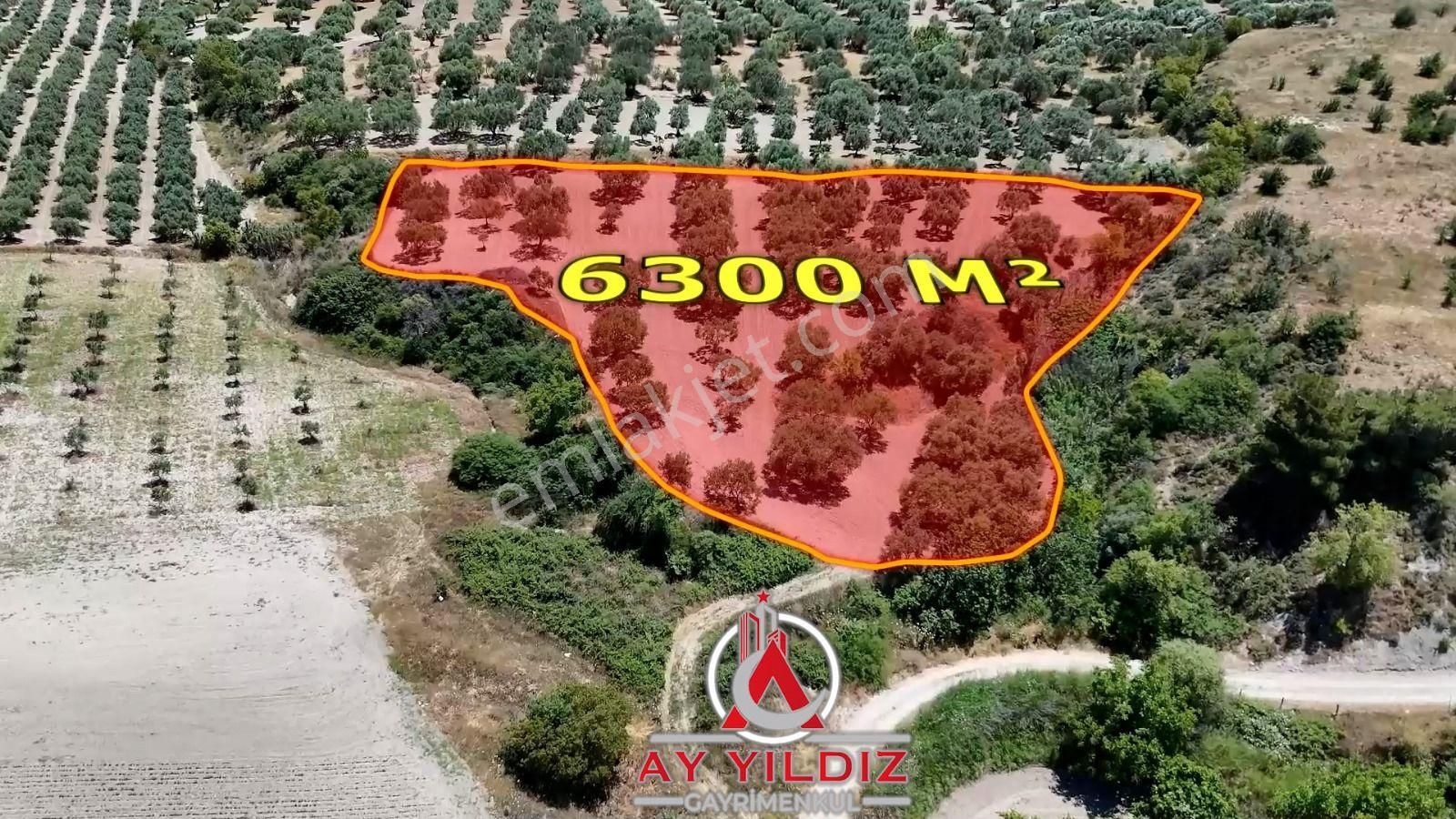 Manisa Saruhanlı Pınarbaşı Mah. Satılık Zeytinlik