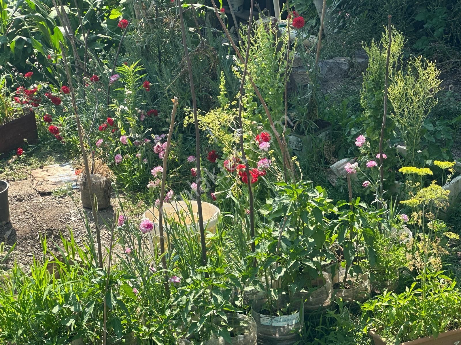 Alanya Mahmutseydi Mah.satılık Müstakil Ev Ve Bahçesi - Görsel 33