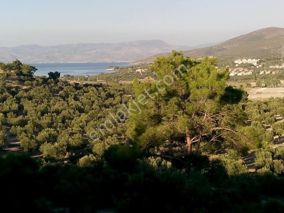 Dikil Bademli'de Yatırımlık 576 M2 Zeytinli Tarla