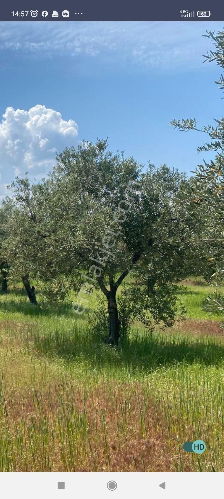 27.226 M2 Zeytin Bahçesi Hakkıbey Mah Konteyner Ev Elektrik Su Yol Var