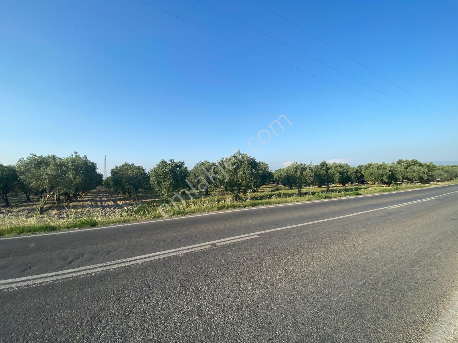 Akhisar Eroğlu'nda Zeytinliova Yolu Üzeri Asvalt Kenarı Satılık Zeytinlik - Görsel 2