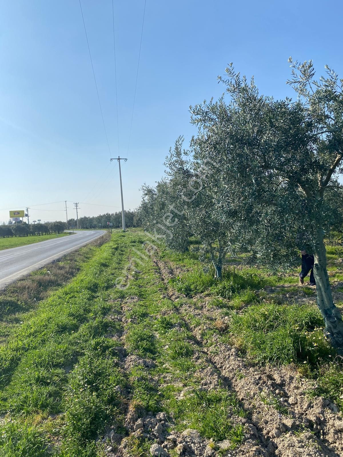 Akhisar Eroğlu'nda Zeytinliova Yolu Üzeri Asvalt Kenarı Satılık Zeytinlik - Görsel 3