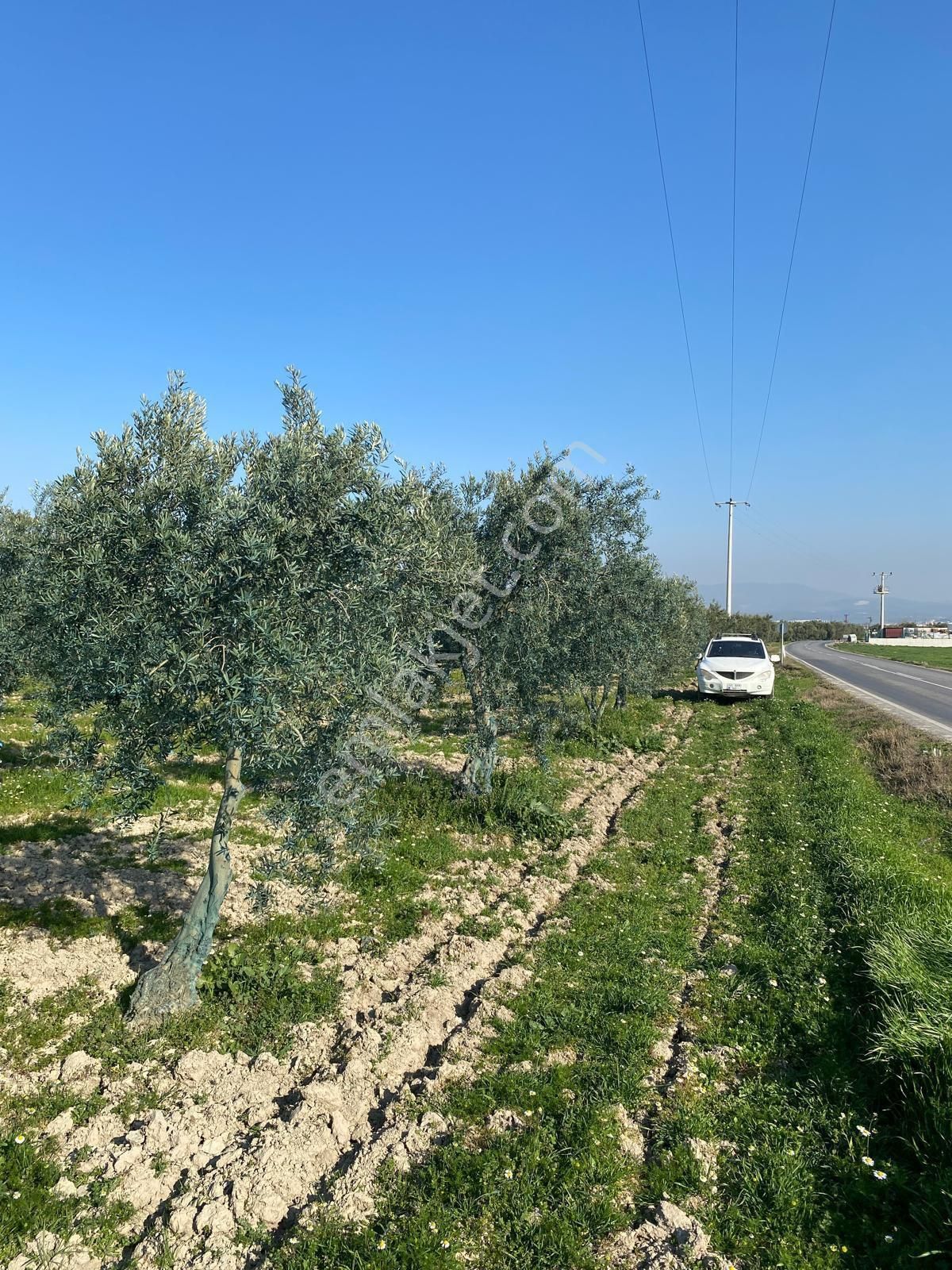 Akhisar Eroğlu'nda Zeytinliova Yolu Üzeri Asvalt Kenarı Satılık Zeytinlik - Görsel 4