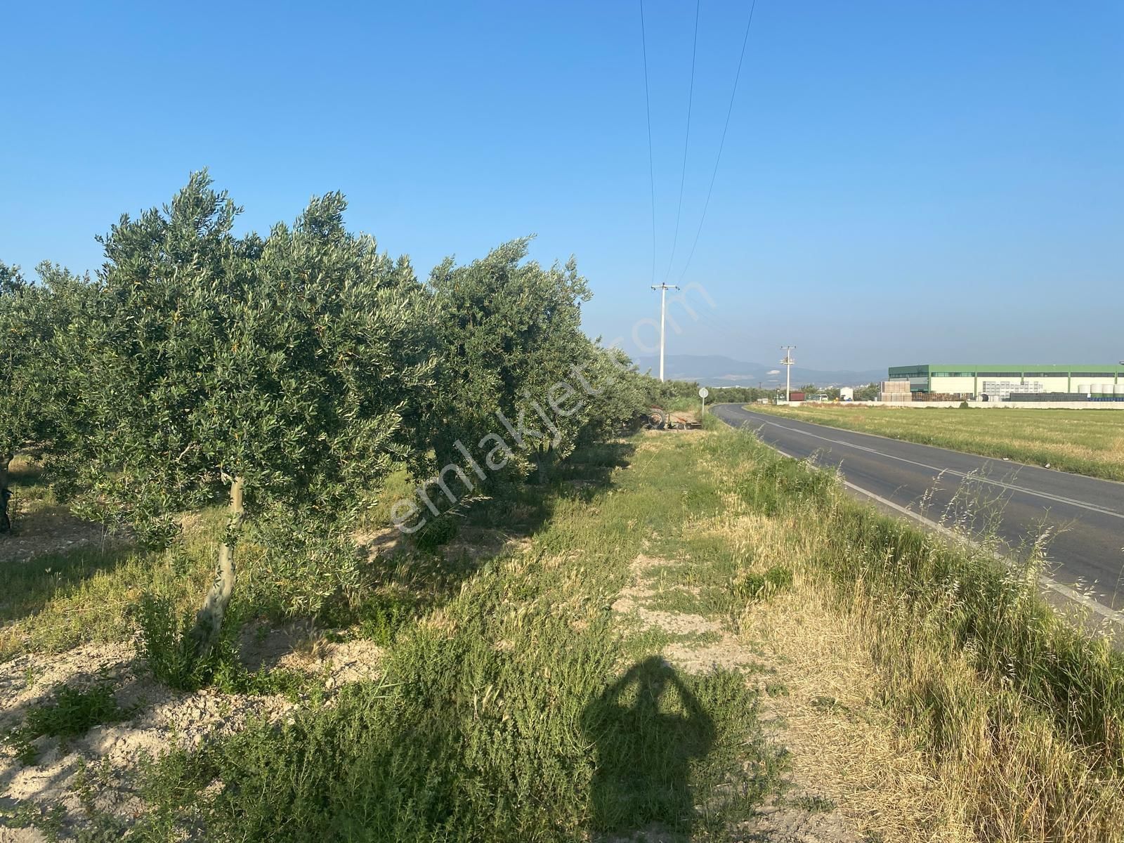 Akhisar Eroğlu'nda Zeytinliova Yolu Üzeri Asvalt Kenarı Satılık Zeytinlik - Görsel 6