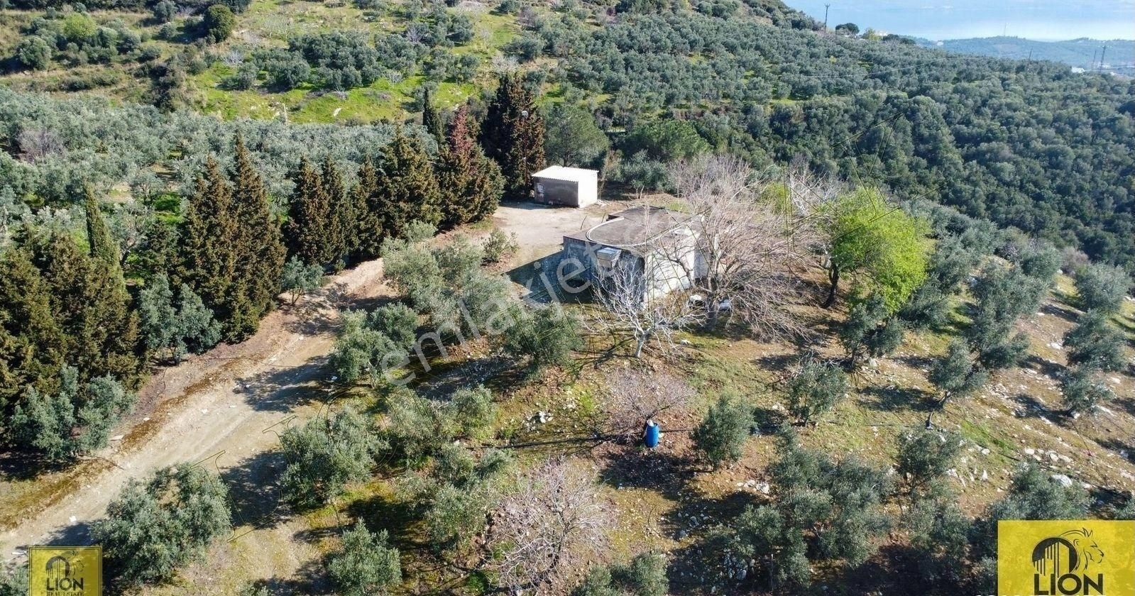 🟨⬛lıon Emlak'tan Atatürk Mahallesinde 2500zeytin Ağacı Olan 3 Ayrı Tapu 75.000m²satılıkzeytinlik⬛🟨 - Görsel 13