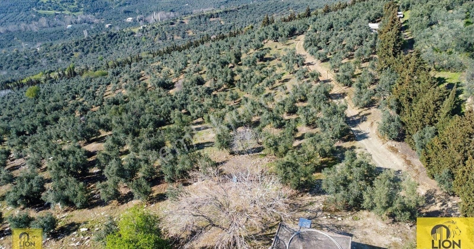 🟨⬛lıon Emlak'tan Atatürk Mahallesinde 2500zeytin Ağacı Olan 3 Ayrı Tapu 75.000m²satılıkzeytinlik⬛🟨 - Görsel 6