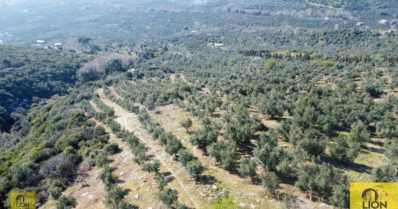 🟨⬛lıon Emlak'tan Atatürk Mahallesinde 2500zeytin Ağacı Olan 3 Ayrı Tapu 75.000m²satılıkzeytinlik⬛🟨 - Görsel 23