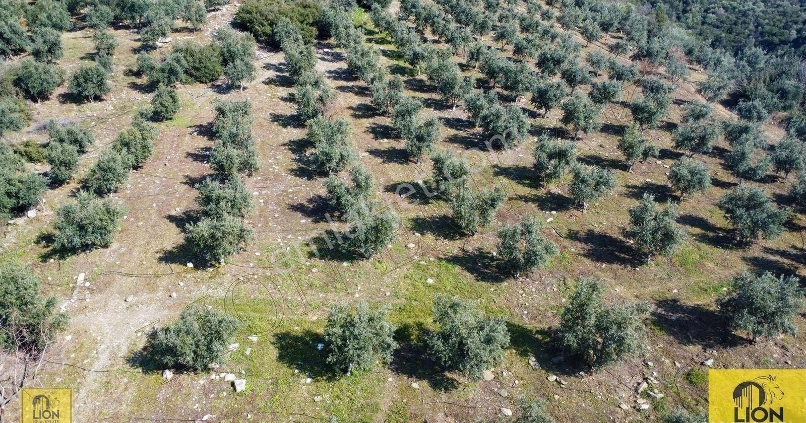 🟨⬛lıon Emlak'tan Atatürk Mahallesinde 2500zeytin Ağacı Olan 3 Ayrı Tapu 75.000m²satılıkzeytinlik⬛🟨 - Görsel 5