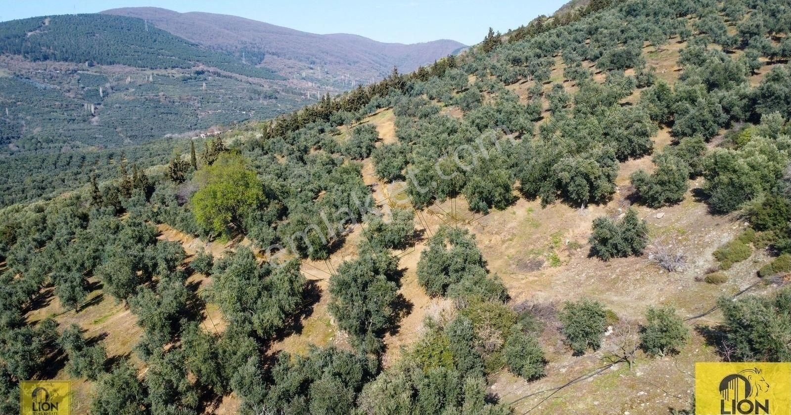 🟨⬛lıon Emlak'tan Atatürk Mahallesinde 2500zeytin Ağacı Olan 3 Ayrı Tapu 75.000m²satılıkzeytinlik⬛🟨 - Görsel 15
