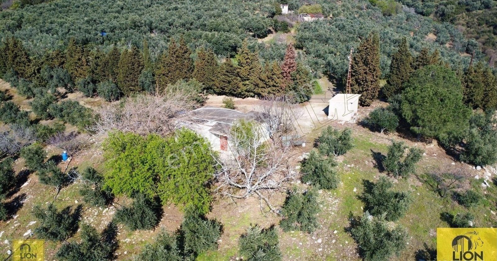 🟨⬛lıon Emlak'tan Atatürk Mahallesinde 2500zeytin Ağacı Olan 3 Ayrı Tapu 75.000m²satılıkzeytinlik⬛🟨 - Görsel 12