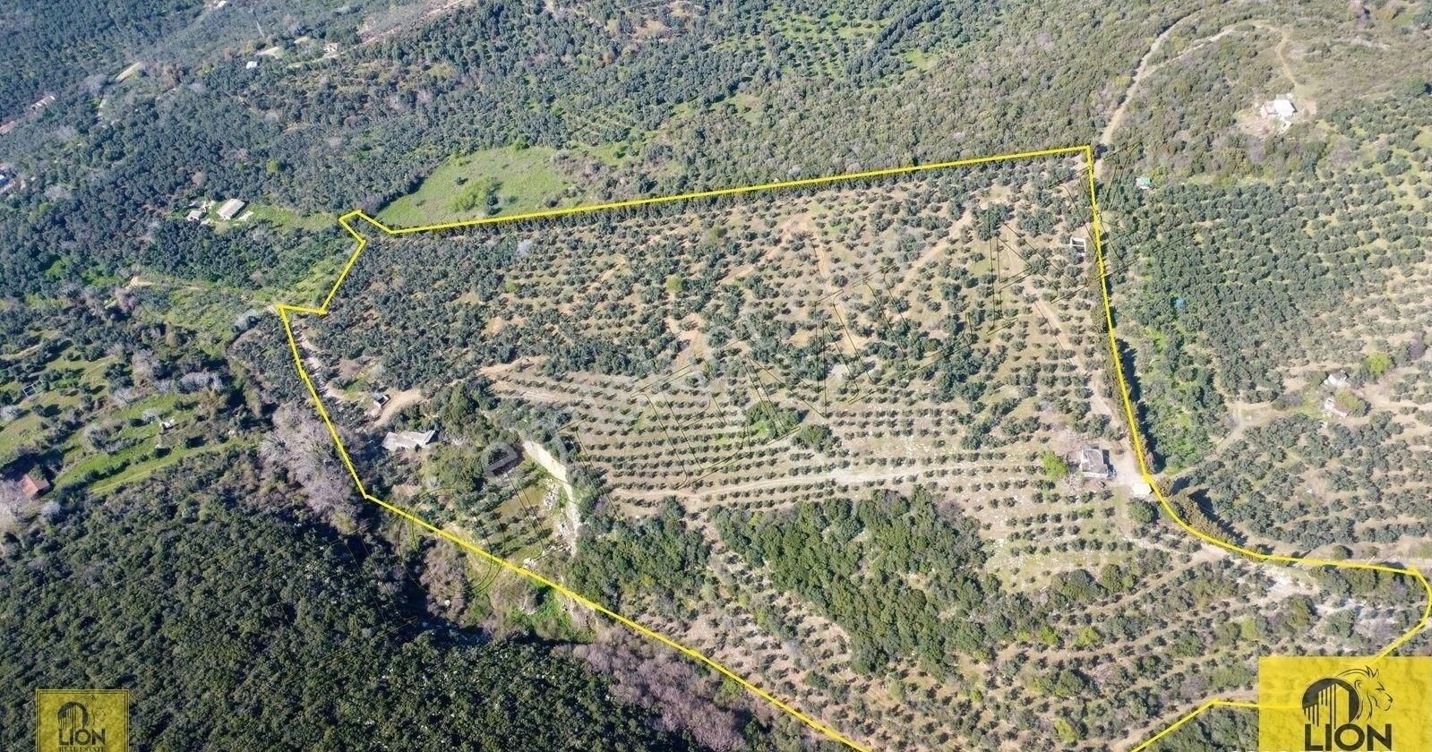 🟨⬛lıon Emlak'tan Atatürk Mahallesinde 2500zeytin Ağacı Olan 3 Ayrı Tapu 75.000m²satılıkzeytinlik⬛🟨 - Görsel 3