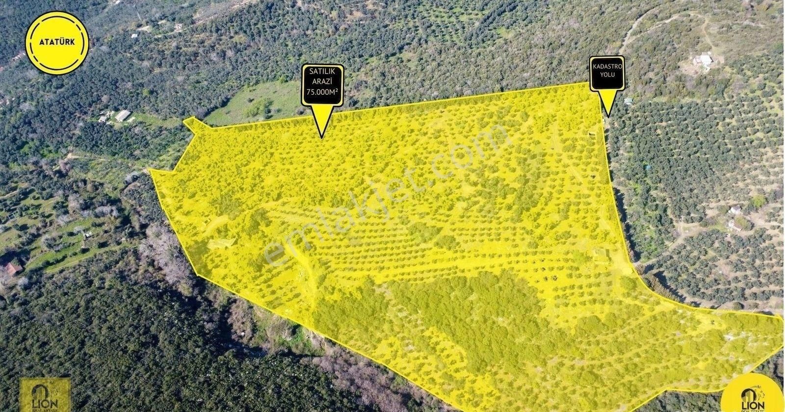 Atatürk Mahallesinde 2500 Adet Zeytin Ağacı Bulunan 3 Ayrı Tapu Toplam 75.000m² Satılık Zeytinlik