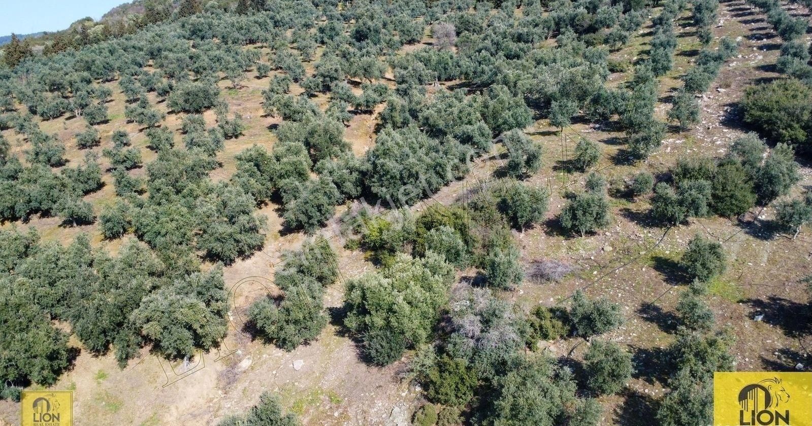 🟨⬛lıon Emlak'tan Atatürk Mahallesinde 2500zeytin Ağacı Olan 3 Ayrı Tapu 75.000m²satılıkzeytinlik⬛🟨 - Görsel 21
