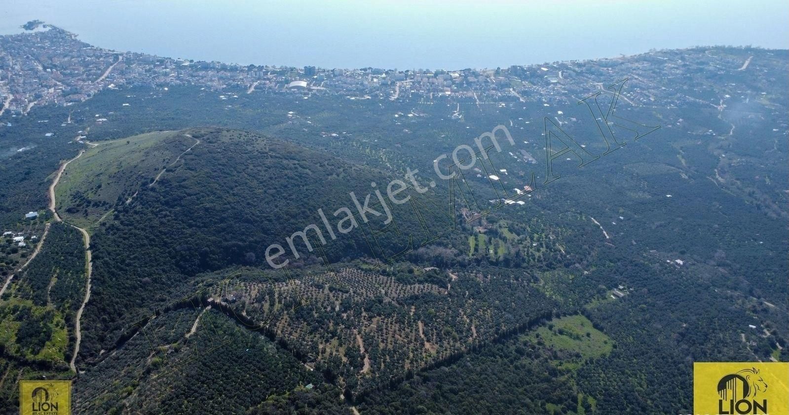 🟨⬛lıon Emlak'tan Atatürk Mahallesinde 2500zeytin Ağacı Olan 3 Ayrı Tapu 75.000m²satılıkzeytinlik⬛🟨 - Görsel 9