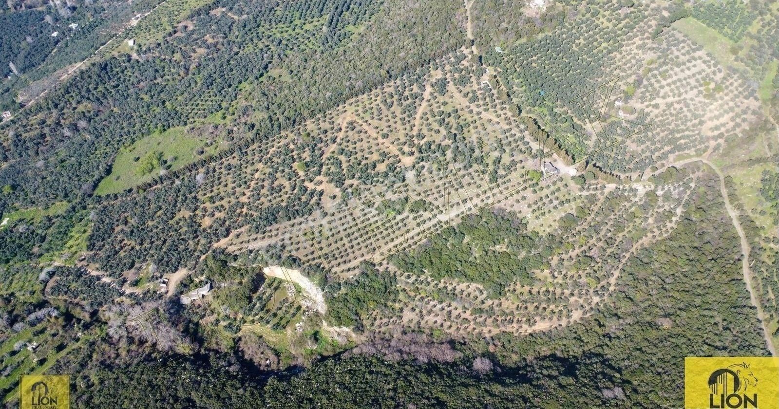 🟨⬛lıon Emlak'tan Atatürk Mahallesinde 2500zeytin Ağacı Olan 3 Ayrı Tapu 75.000m²satılıkzeytinlik⬛🟨 - Görsel 10