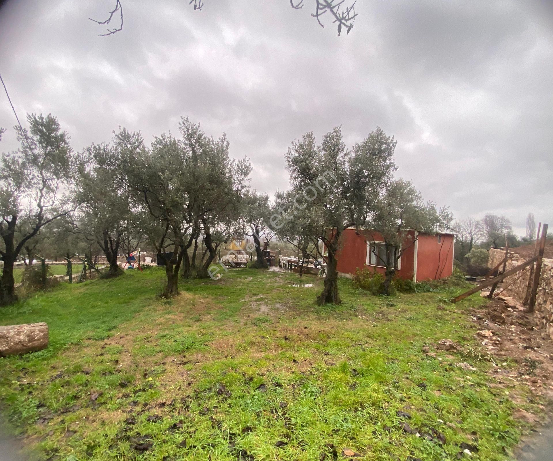 Orhangazi Yenigürle Kapital'den Satılık Zeytinlik Ve Bağ Evi