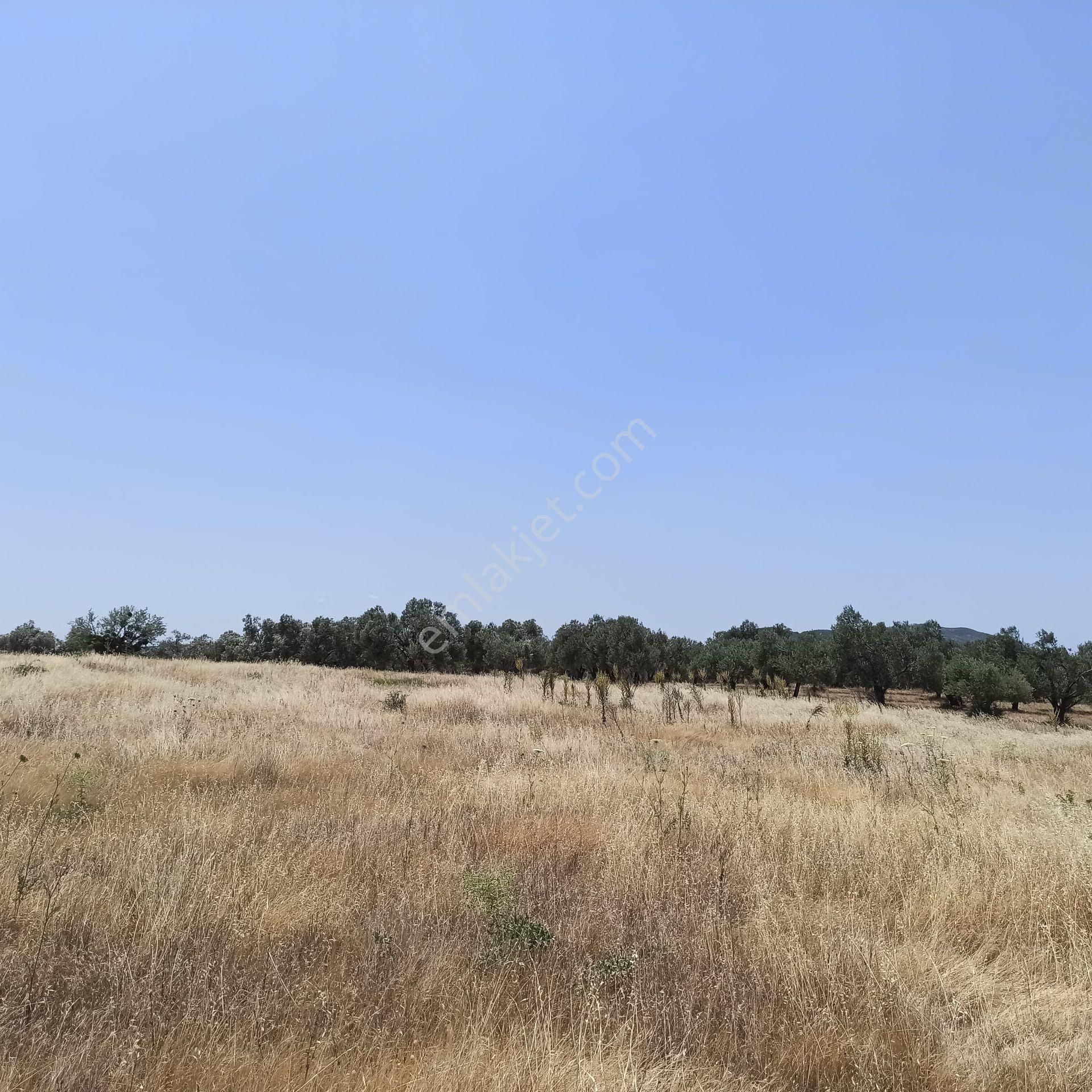 Burhaniye Şarköy'de Yatırımlık Ve Çiftliğe Uygun 8.529 M² Tarla