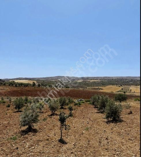 Sırasöğüt - Şahinbey 'de Satılık Yatırımlık Arazi. Asfalta 50 Metre.