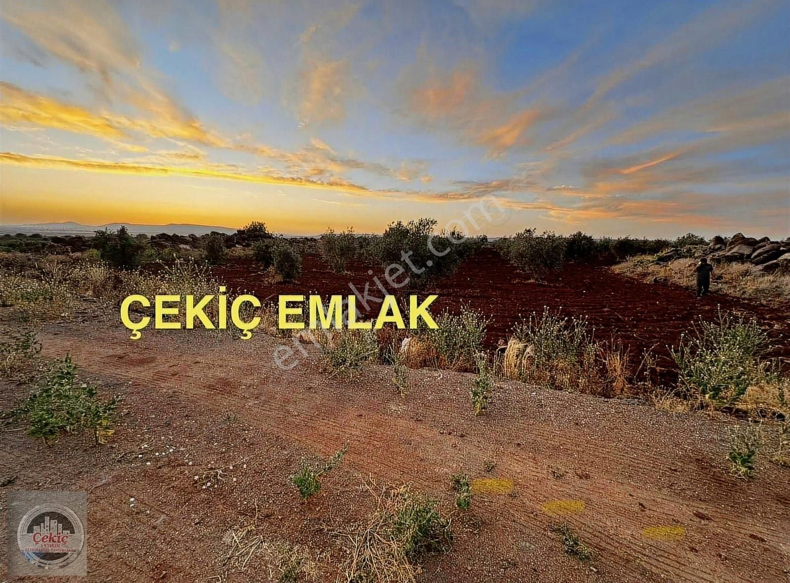 Yavuzluda 55.800 Metre Satılık 1800 Ağaç Zeytinlik