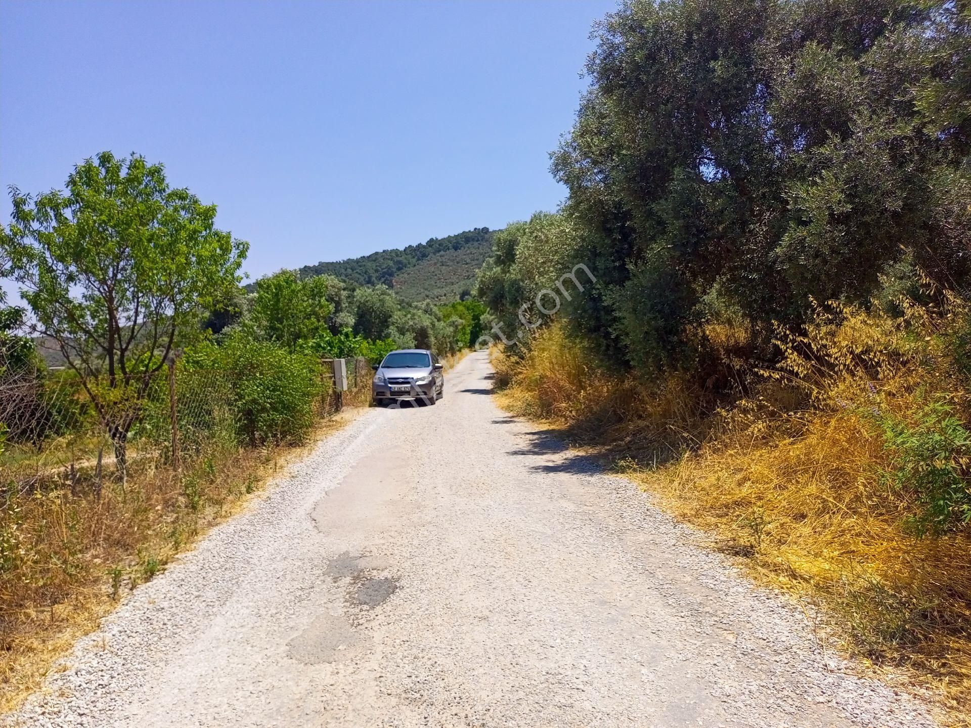 Muğla Milas Hisarcık Mahallesinde Satılık Tarla