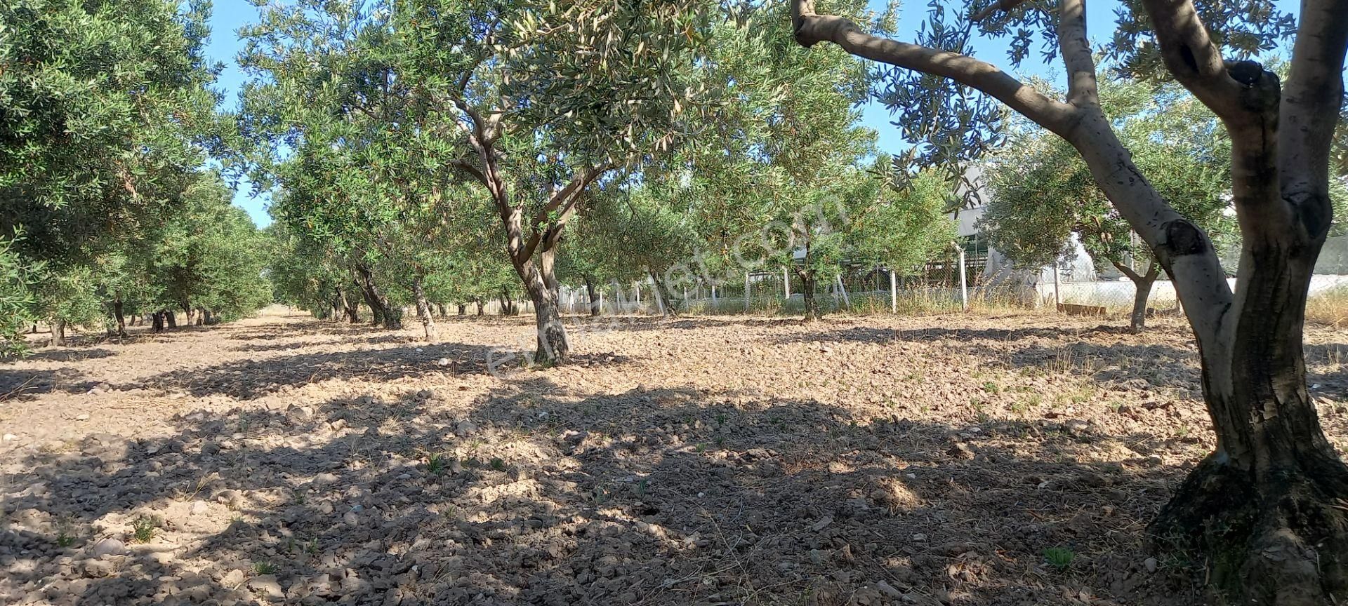 Saruhanlı Paşaköye Yakın 6.000 M2 Evi Olan Zeytinlik 3.750.000 Tl - Görsel 7