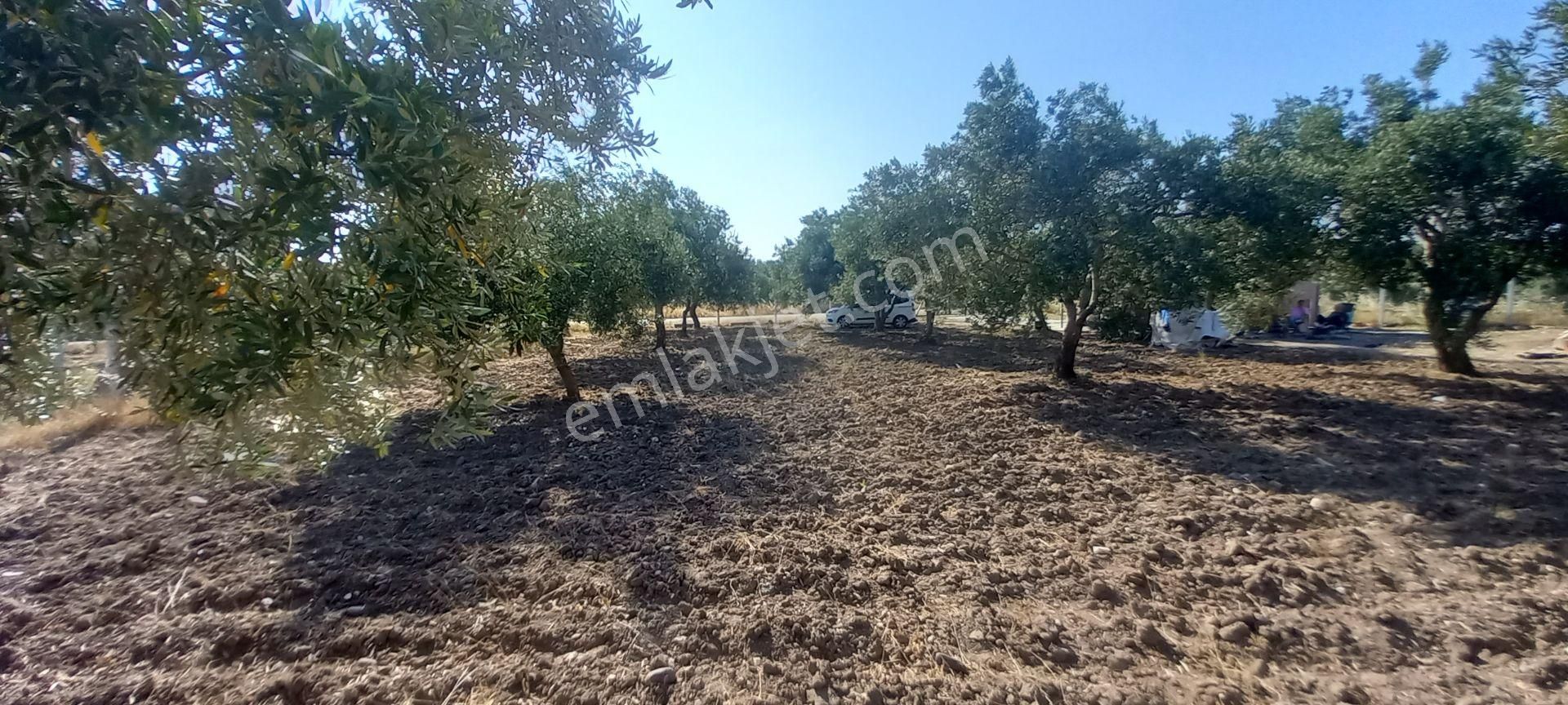 Saruhanlı Paşaköye Yakın 6.000 M2 Evi Olan Zeytinlik 3.750.000 Tl - Görsel 29