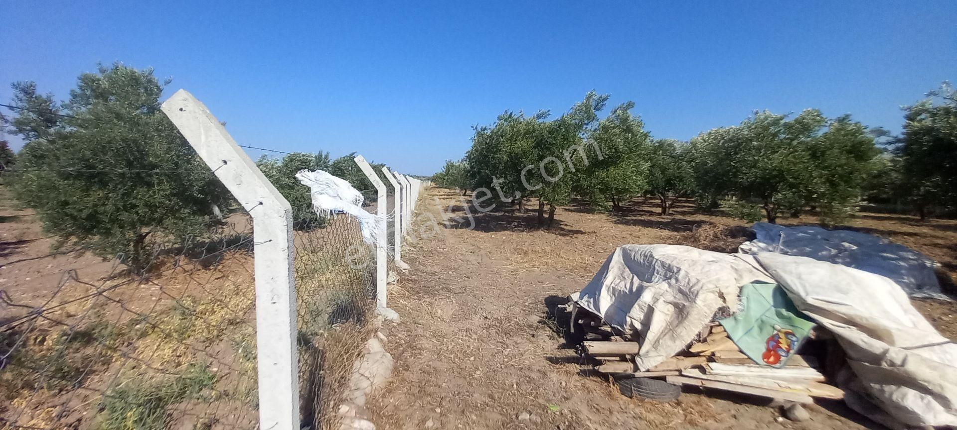 Saruhanlı Paşaköye Yakın 6.000 M2 Evi Olan Zeytinlik 3.750.000 Tl - Görsel 17