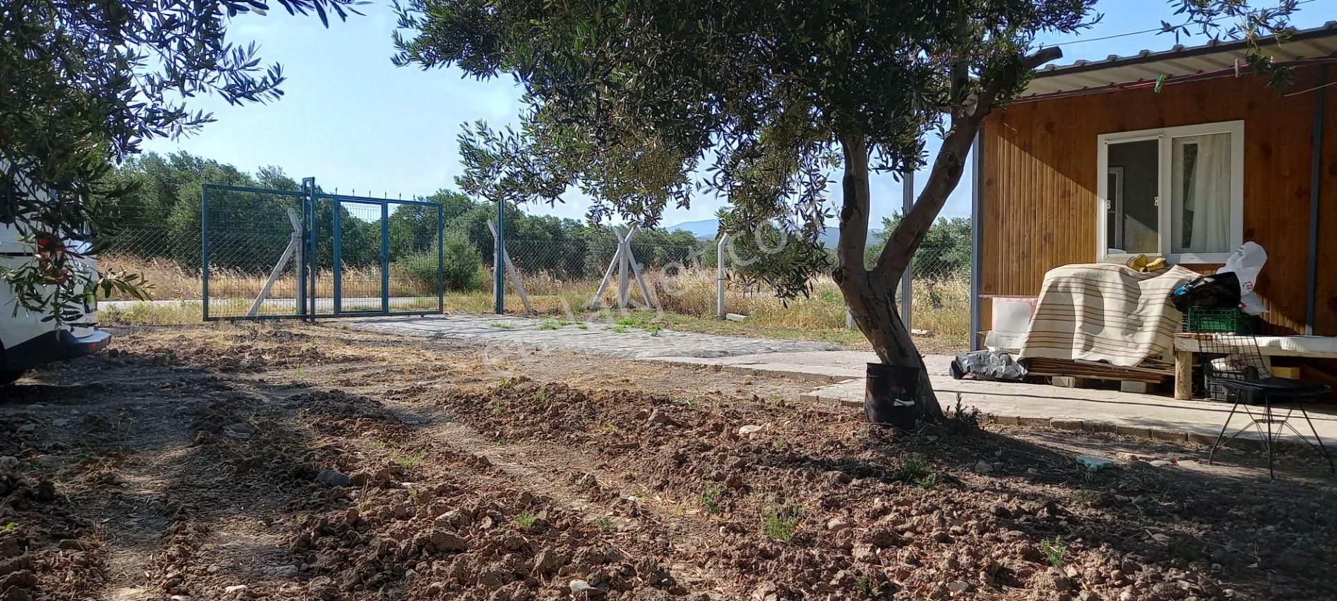 Saruhanlı Paşaköye Yakın 6.000 M2 Evi Olan Zeytinlik 3.750.000 Tl - Görsel 5