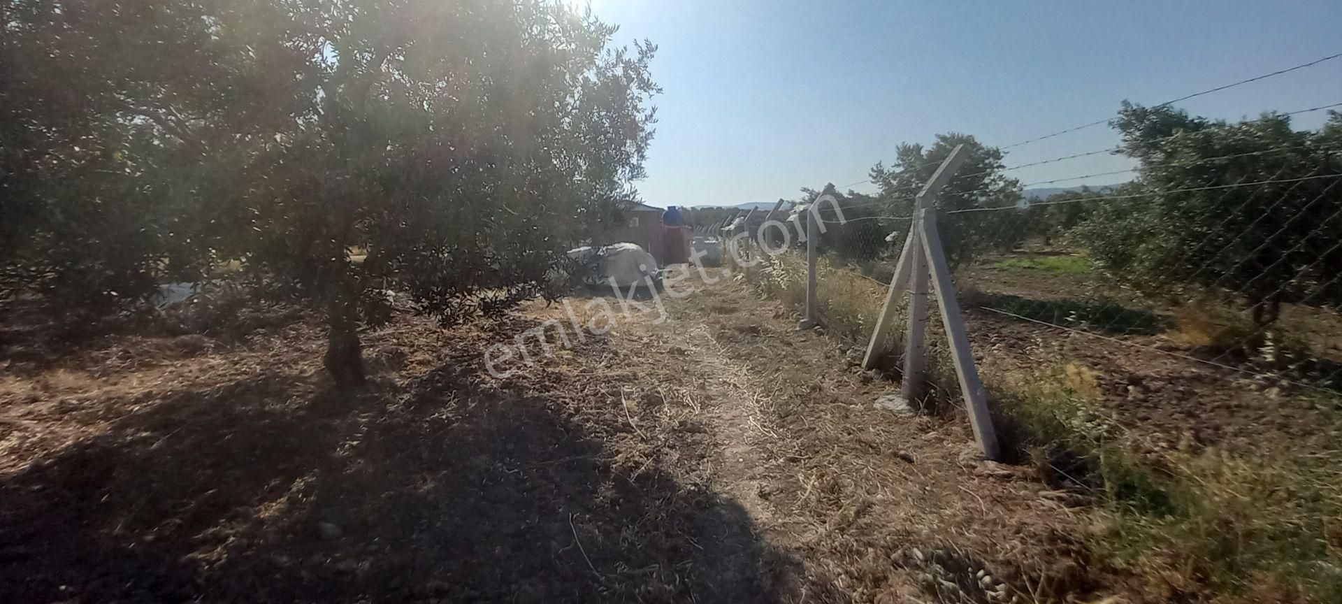 Saruhanlı Paşaköye Yakın 6.000 M2 Evi Olan Zeytinlik 3.750.000 Tl - Görsel 24
