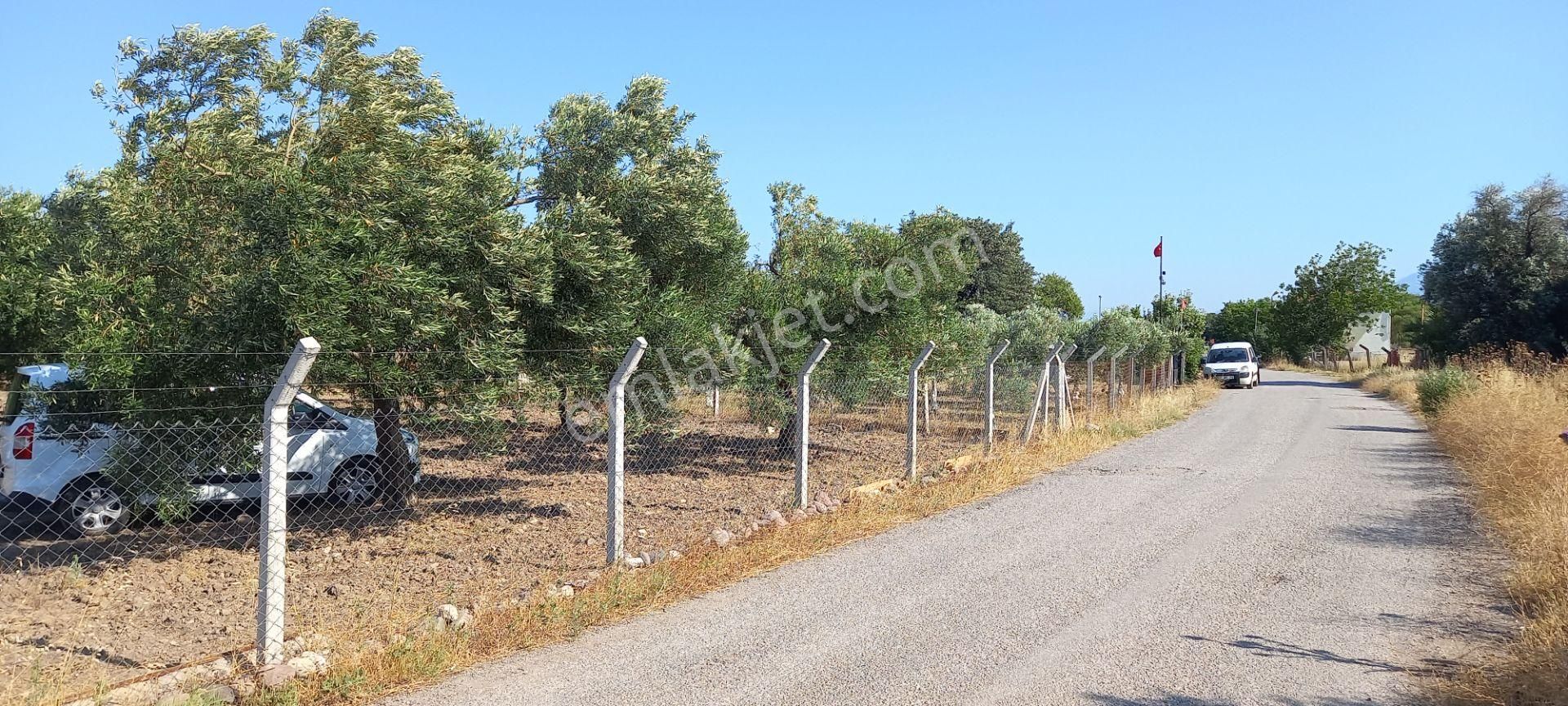 Saruhanlı Paşaköye Yakın 6.000 M2 Evi Olan Zeytinlik 3.750.000 Tl - Görsel 2