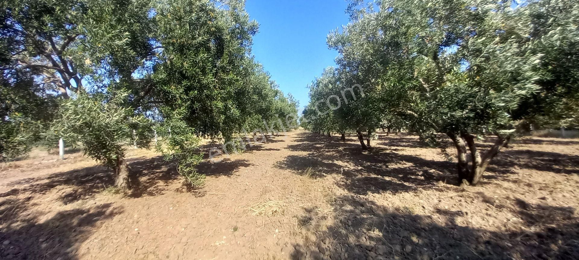 Saruhanlı Paşaköye Yakın 6.000 M2 Evi Olan Zeytinlik 3.750.000 Tl - Görsel 21