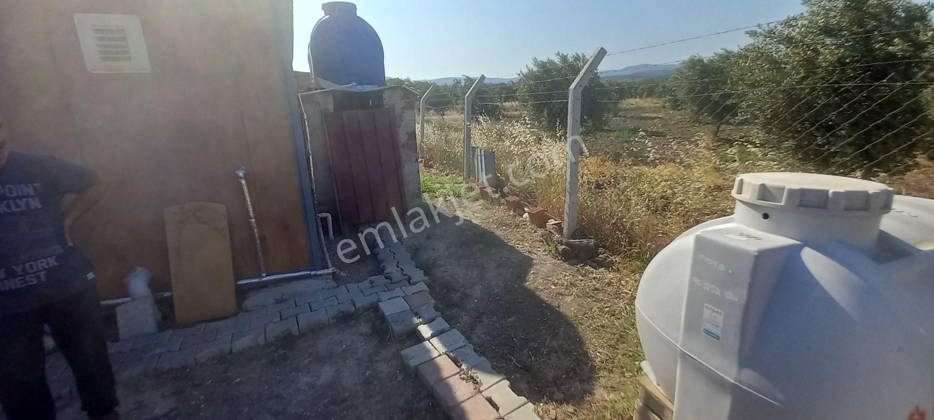 Saruhanlı Paşaköye Yakın 6.000 M2 Evi Olan Zeytinlik 3.750.000 Tl - Görsel 18