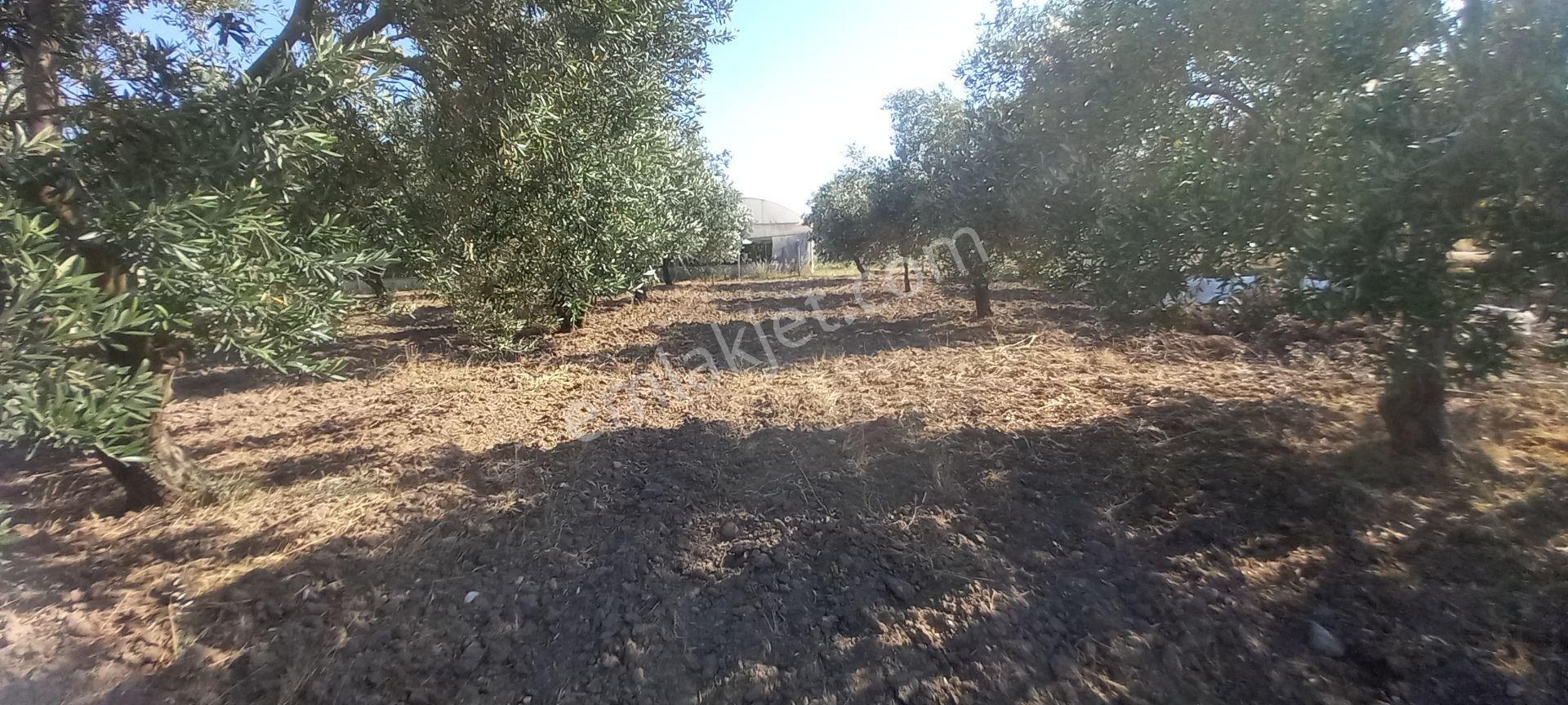 Saruhanlı Paşaköye Yakın 6.000 M2 Evi Olan Zeytinlik 3.750.000 Tl - Görsel 23