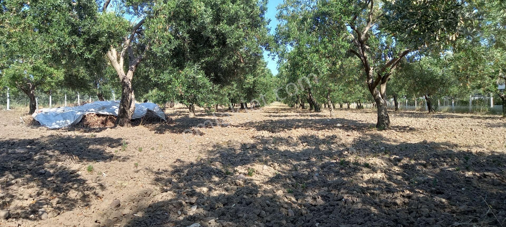 Saruhanlı Paşaköye Yakın 6.000 M2 Evi Olan Zeytinlik 3.750.000 Tl - Görsel 6