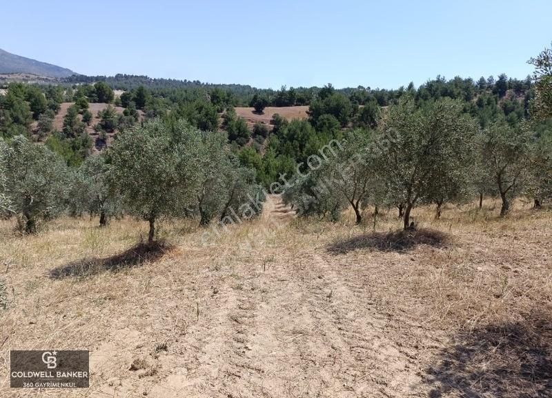 Manisa/gördes/boyalı 26.266 M2 Tek Tapu Zeytinlik