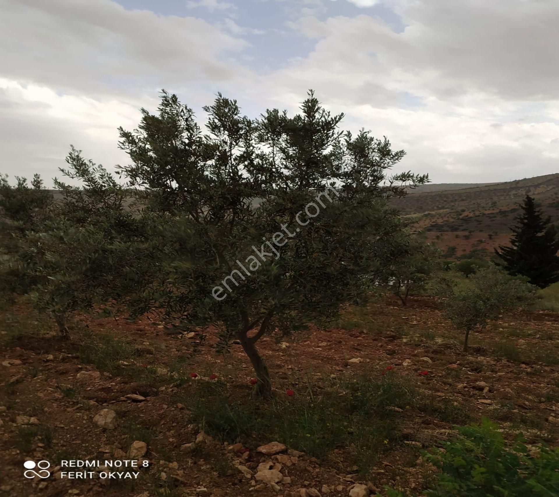 Nizip Salkım Da 38 Dönüm Yatırımlık Fıstıklık - Görsel 7