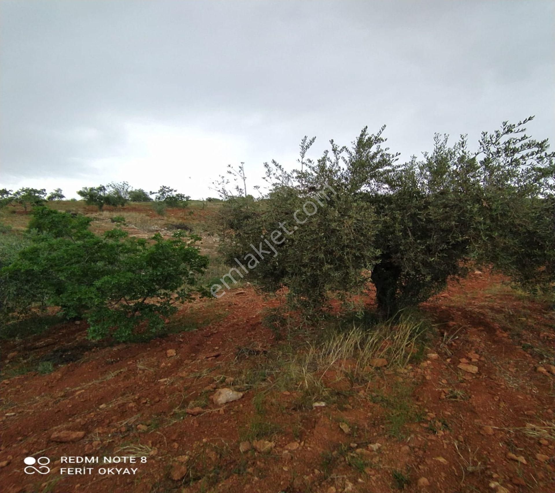 Nizip Salkım Da 38 Dönüm Yatırımlık Fıstıklık - Görsel 11