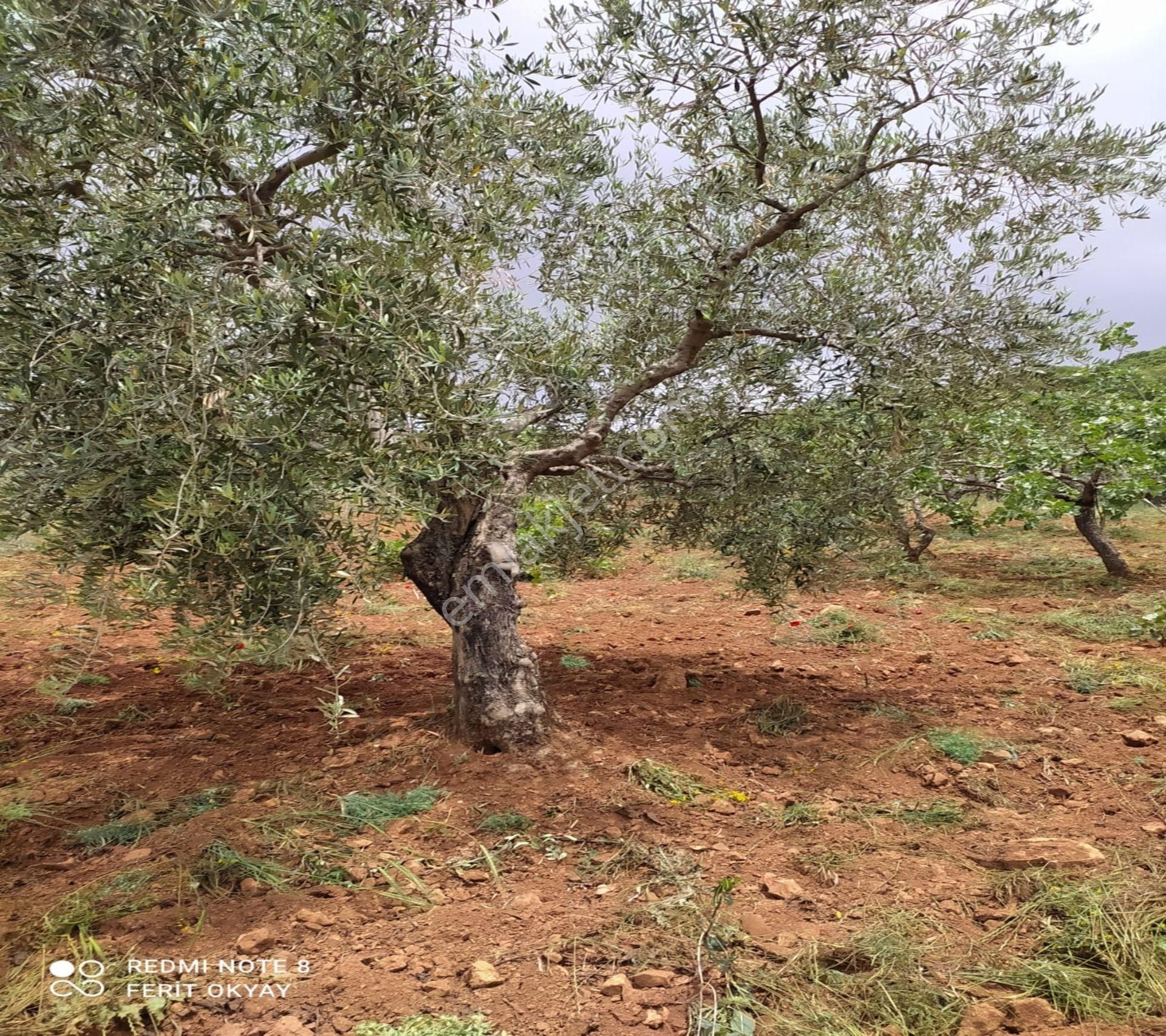 Nizip Salkım Da 38 Dönüm Yatırımlık Fıstıklık - Görsel 5
