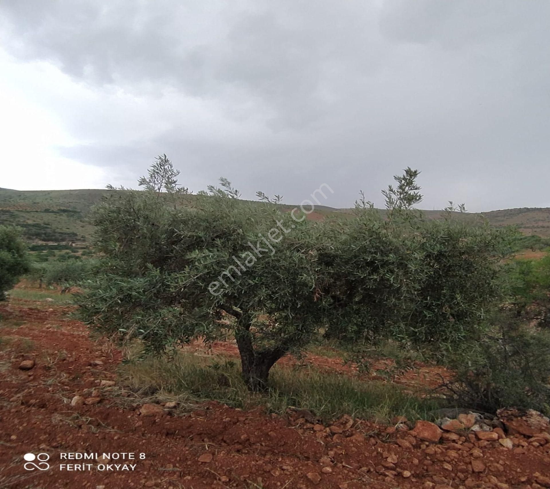Nizip Salkım Da 38 Dönüm Yatırımlık Fıstıklık - Görsel 13