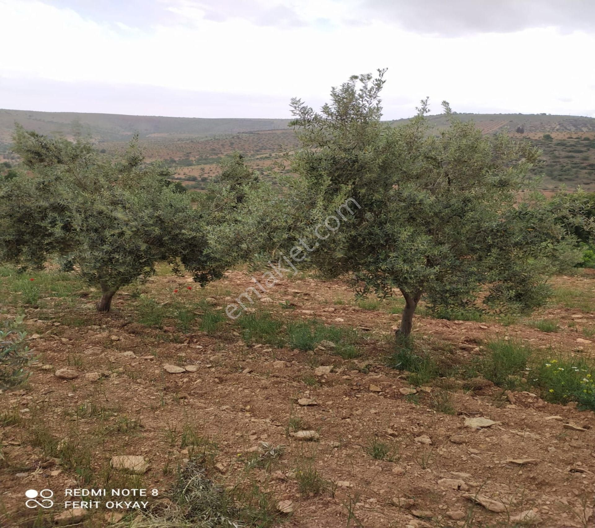Nizip Salkım Da 38 Dönüm Yatırımlık Fıstıklık - Görsel 15