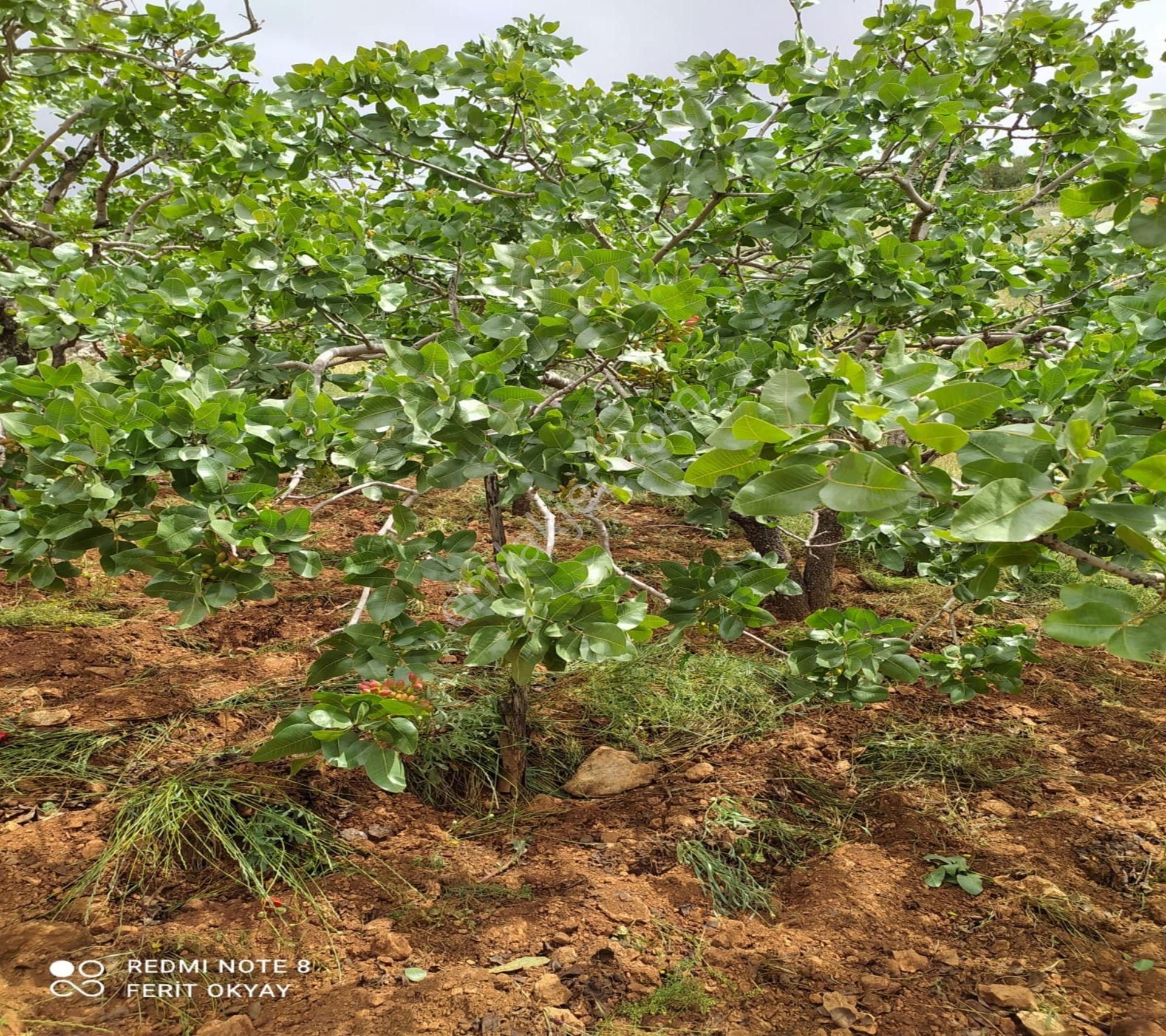 Nizip Salkım Da 38 Dönüm Yatırımlık Fıstıklık - Görsel 3