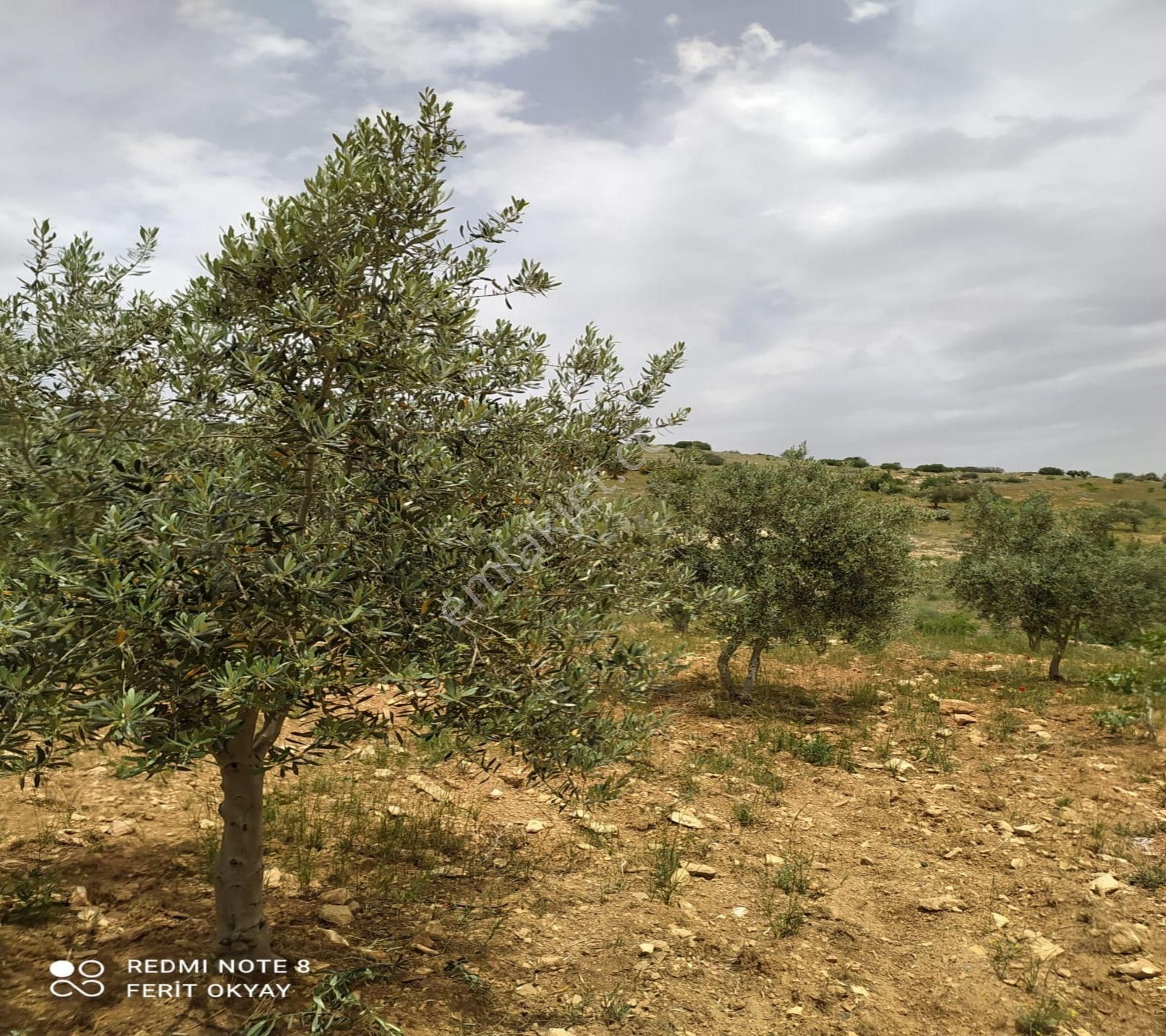 Nizip Salkım Da 38 Dönüm Yatırımlık Fıstıklık - Görsel 14