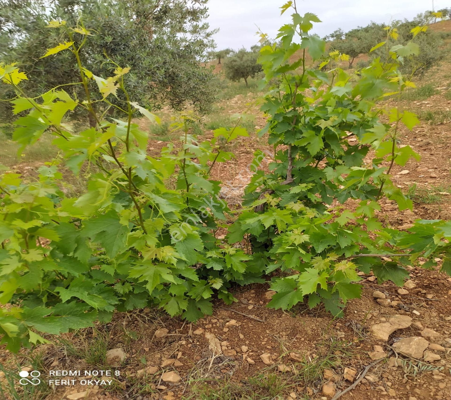 Nizip Salkım Da 38 Dönüm Yatırımlık Fıstıklık - Görsel 18