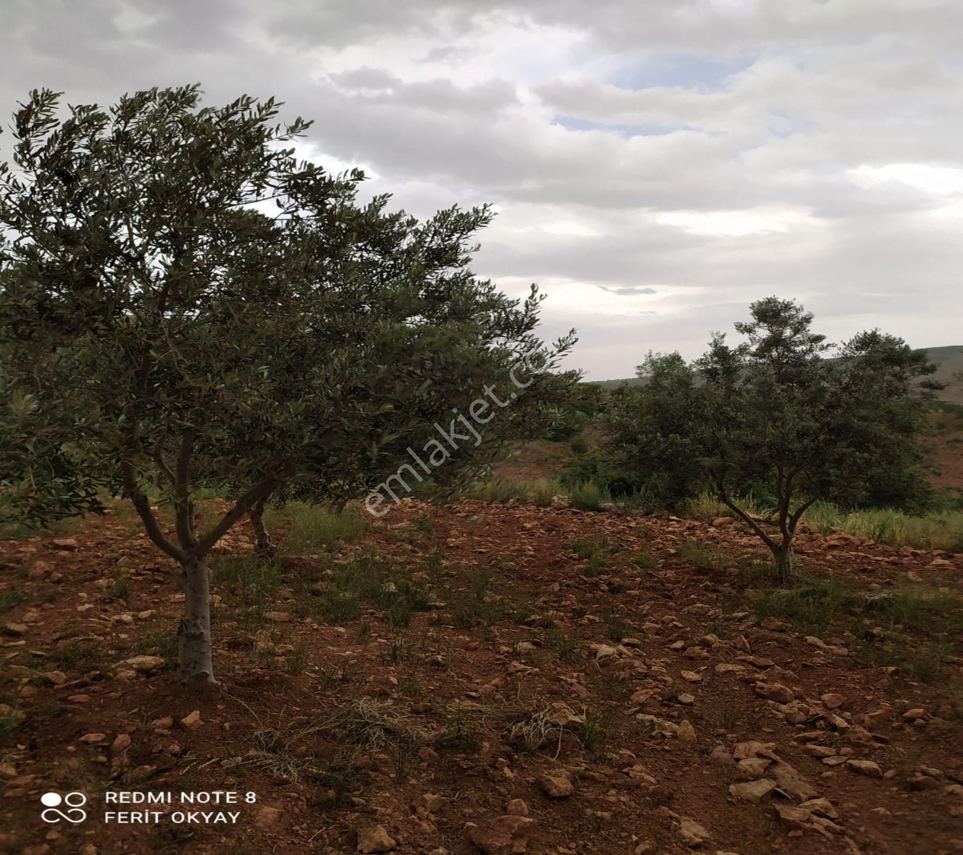 Nizip Salkım Da 38 Dönüm Yatırımlık Fıstıklık - Görsel 9