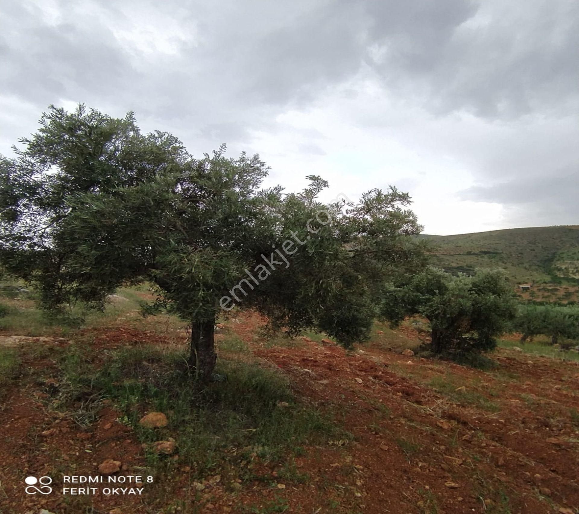 Nizip Salkım Da 38 Dönüm Yatırımlık Fıstıklık - Görsel 10